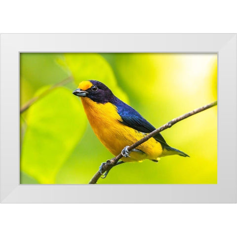 Caribbean-Trinidad-Asa Wright Nature Center Euphonia bird on limb  White Modern Wood Framed Art Print by Jaynes Gallery