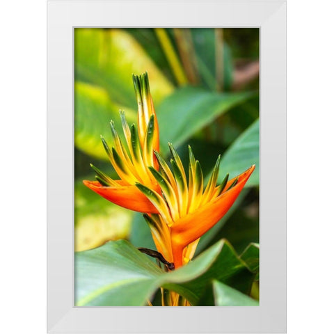 Caribbean-Trinidad-Asa Wright Nature Center Bird of paradise blossom  White Modern Wood Framed Art Print by Jaynes Gallery