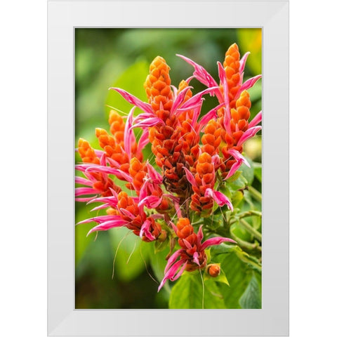 Caribbean-Trinidad-Asa Wright Nature Center Orange and pink flower blossoms  White Modern Wood Framed Art Print by Jaynes Gallery