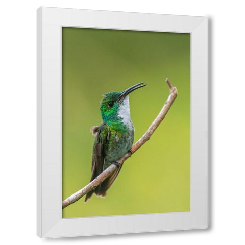 Caribbean-Trinidad-Asa Wright Nature Center White-chested emerald hummingbird on limb  White Modern Wood Framed Art Print by Jaynes Gallery