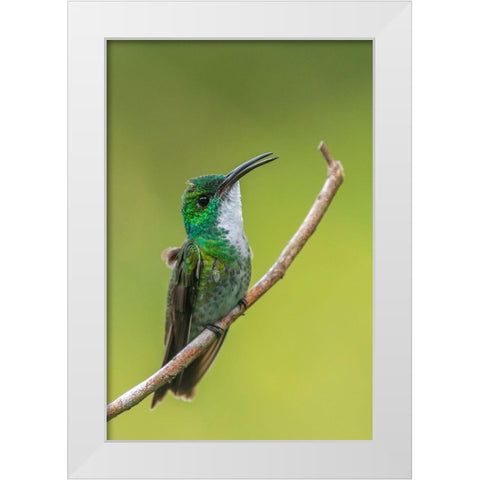 Caribbean-Trinidad-Asa Wright Nature Center White-chested emerald hummingbird on limb  White Modern Wood Framed Art Print by Jaynes Gallery