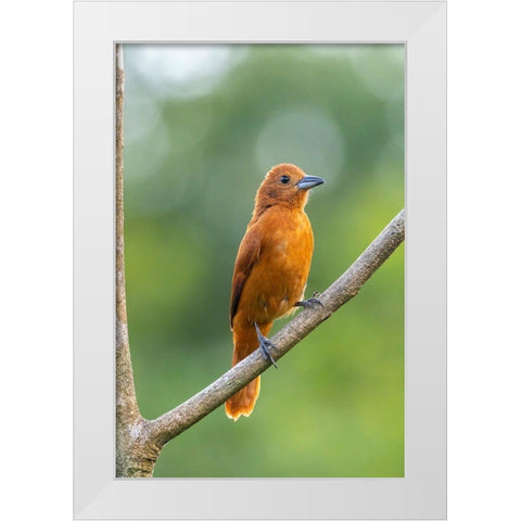 Caribbean-Trinidad-Asa Wright Nature Center Female white-lined tanager bird on limb  White Modern Wood Framed Art Print by Jaynes Gallery