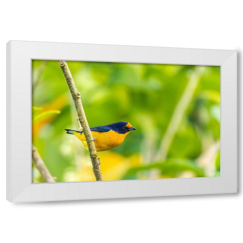 Caribbean-Trinidad-Asa Wright Nature Center Euphonia bird on limb  White Modern Wood Framed Art Print by Jaynes Gallery
