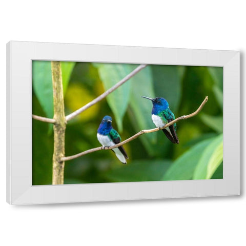 Caribbean-Trinidad-Asa Wright Nature Center Male white-necked jacobin hummingbirds on limb  White Modern Wood Framed Art Print by Jaynes Gallery