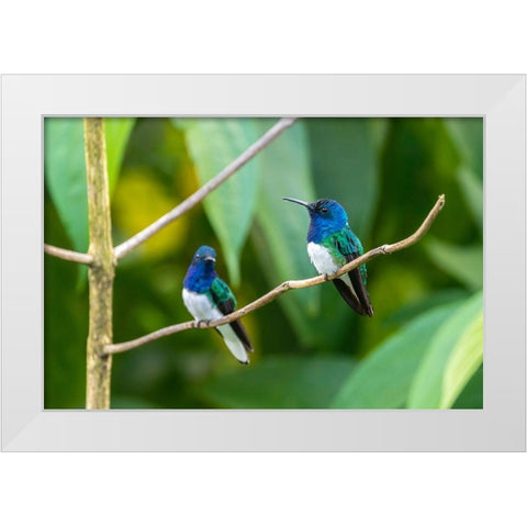 Caribbean-Trinidad-Asa Wright Nature Center Male white-necked jacobin hummingbirds on limb  White Modern Wood Framed Art Print by Jaynes Gallery