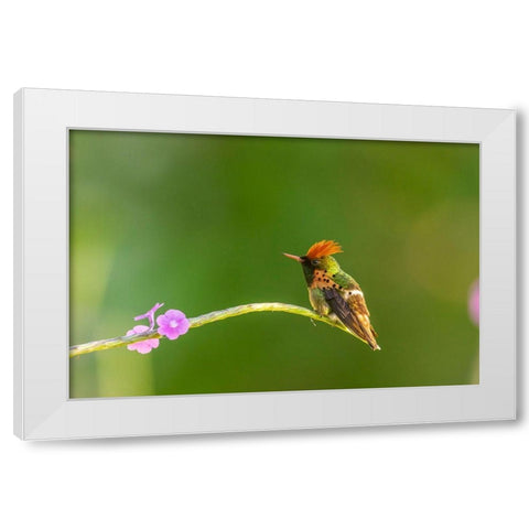 Caribbean-Trinidad-Asa Wright Nature Center Male tufted coquette hummingbird and vervine flower  White Modern Wood Framed Art Print by Jaynes Gallery