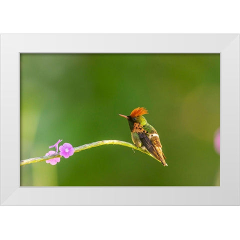 Caribbean-Trinidad-Asa Wright Nature Center Male tufted coquette hummingbird and vervine flower  White Modern Wood Framed Art Print by Jaynes Gallery