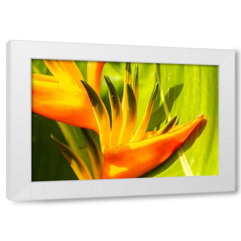 Caribbean-Trinidad-Asa Wright Nature Center Bird of paradise blossom  White Modern Wood Framed Art Print by Jaynes Gallery