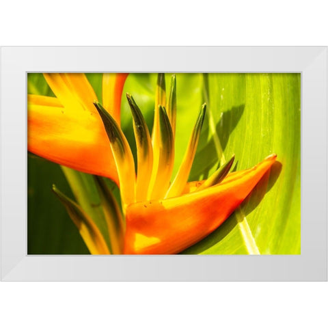 Caribbean-Trinidad-Asa Wright Nature Center Bird of paradise blossom  White Modern Wood Framed Art Print by Jaynes Gallery
