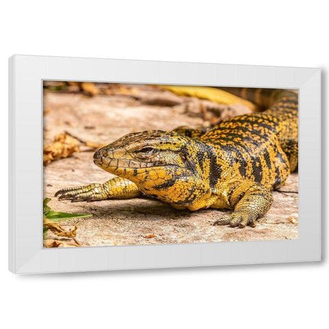 Caribbean-Trinidad-Asa Wright Nature Center Tegu lizard close-up  White Modern Wood Framed Art Print by Jaynes Gallery