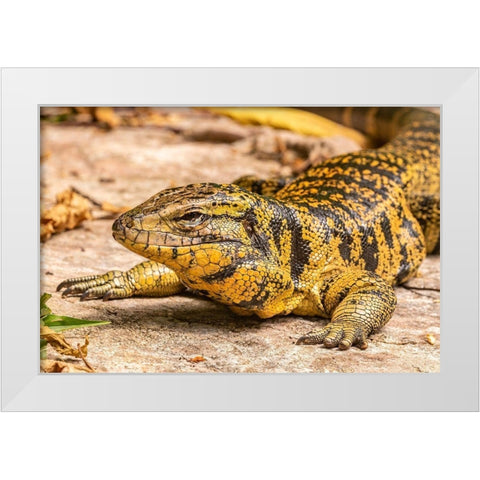Caribbean-Trinidad-Asa Wright Nature Center Tegu lizard close-up  White Modern Wood Framed Art Print by Jaynes Gallery