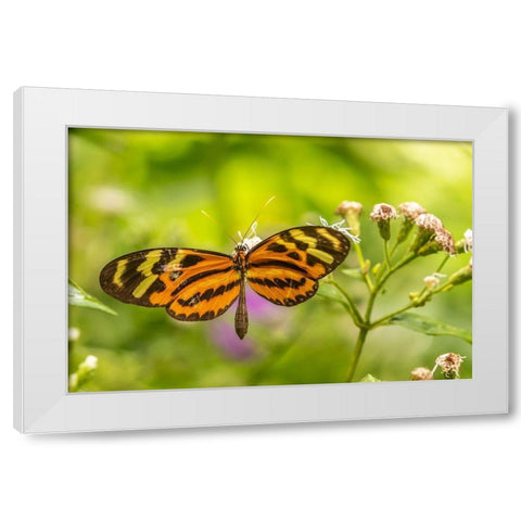 Caribbean-Trinidad-Asa Wright Nature Center Butterfly feeding  White Modern Wood Framed Art Print by Jaynes Gallery