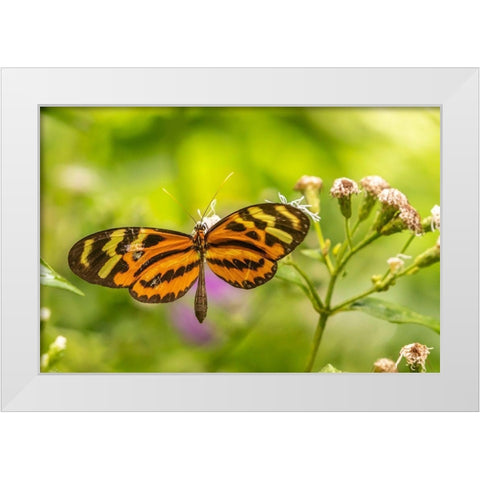 Caribbean-Trinidad-Asa Wright Nature Center Butterfly feeding  White Modern Wood Framed Art Print by Jaynes Gallery