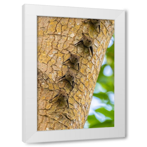 Caribbean-Trinidad-Caroni Swamp Bats lined up on tree  White Modern Wood Framed Art Print by Jaynes Gallery