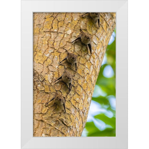 Caribbean-Trinidad-Caroni Swamp Bats lined up on tree  White Modern Wood Framed Art Print by Jaynes Gallery