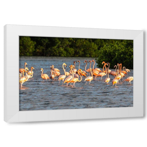 Caribbean-Trinidad-Caroni Swamp American greater flamingoes in water  White Modern Wood Framed Art Print by Jaynes Gallery