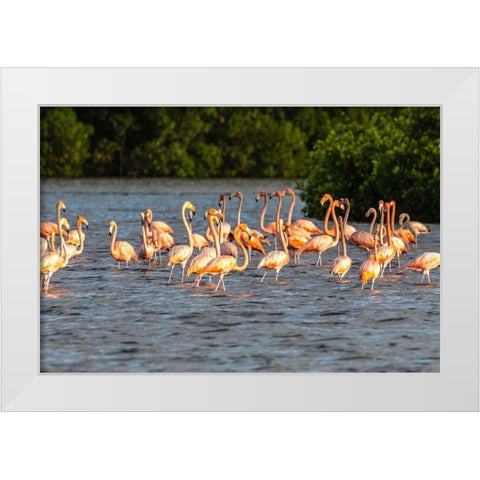Caribbean-Trinidad-Caroni Swamp American greater flamingoes in water  White Modern Wood Framed Art Print by Jaynes Gallery