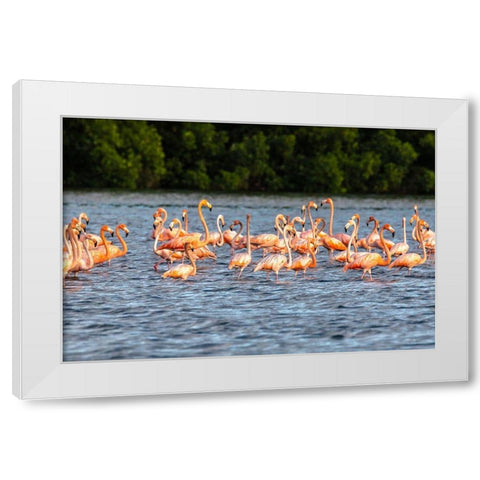 Caribbean-Trinidad-Caroni Swamp American greater flamingos in water  White Modern Wood Framed Art Print by Jaynes Gallery