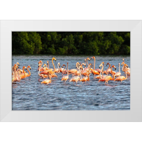 Caribbean-Trinidad-Caroni Swamp American greater flamingos in water  White Modern Wood Framed Art Print by Jaynes Gallery