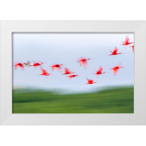 Caribbean-Trinidad-Caroni Swamp Blur of scarlet ibis birds in flight  White Modern Wood Framed Art Print by Jaynes Gallery