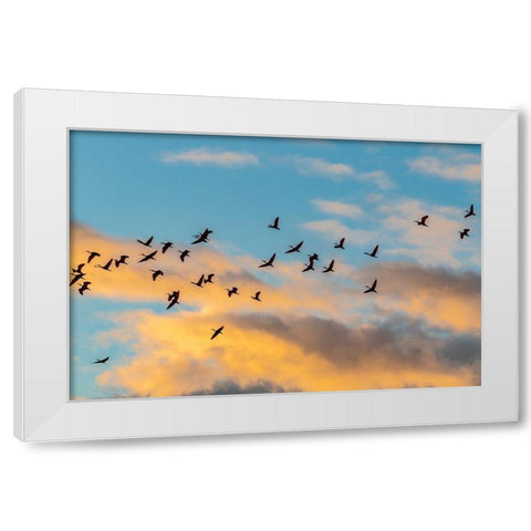 Caribbean-Trinidad-Caroni Swamp Scarlet ibis birds in flight at sunset  White Modern Wood Framed Art Print by Jaynes Gallery