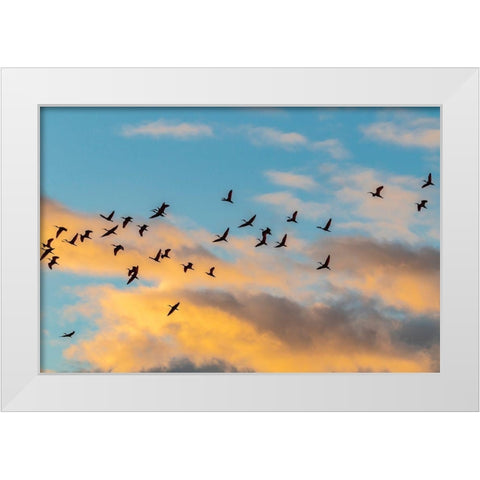 Caribbean-Trinidad-Caroni Swamp Scarlet ibis birds in flight at sunset  White Modern Wood Framed Art Print by Jaynes Gallery
