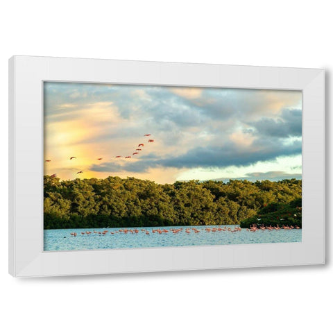 Caribbean-Trinidad-Caroni Swamp Scarlet ibis birds in flight and flamingos in water  White Modern Wood Framed Art Print by Jaynes Gallery