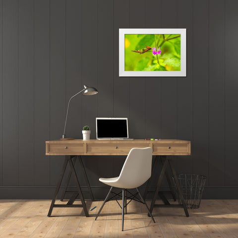 Caribbean-Trinidad-Asa Wright Nature Center Female tufted coquette hummingbird feeding  White Modern Wood Framed Art Print by Jaynes Gallery