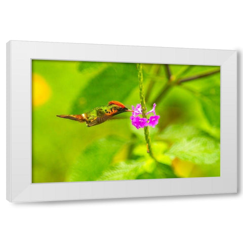 Caribbean-Trinidad-Asa Wright Nature Center Female tufted coquette hummingbird feeding  White Modern Wood Framed Art Print by Jaynes Gallery