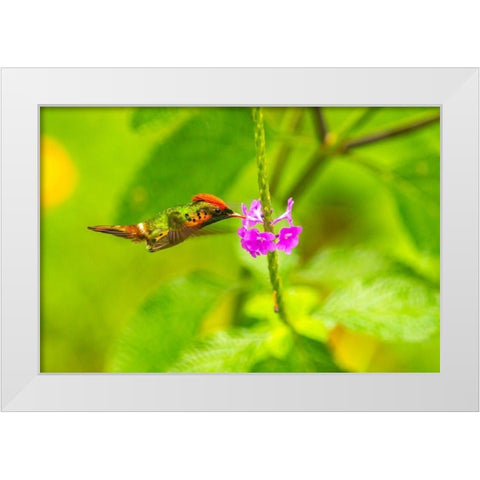 Caribbean-Trinidad-Asa Wright Nature Center Female tufted coquette hummingbird feeding  White Modern Wood Framed Art Print by Jaynes Gallery