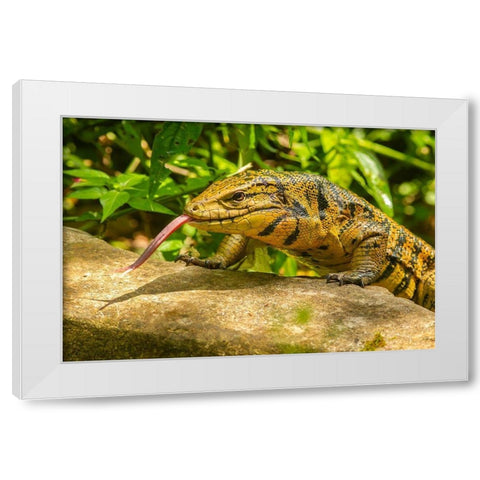 Caribbean-Trinidad-Asa Wright Nature Center Tegu lizard close-up  White Modern Wood Framed Art Print by Jaynes Gallery