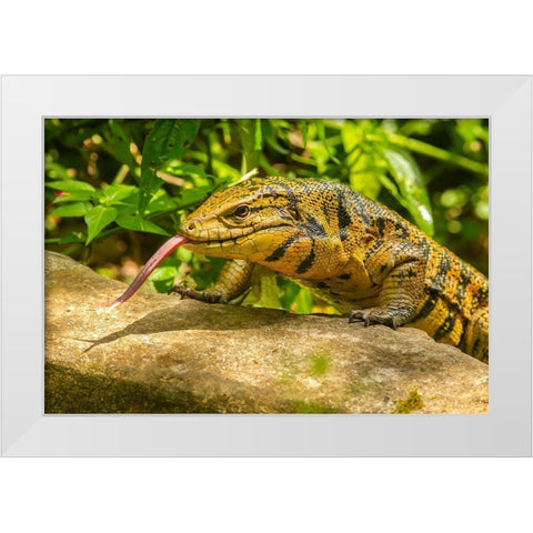 Caribbean-Trinidad-Asa Wright Nature Center Tegu lizard close-up  White Modern Wood Framed Art Print by Jaynes Gallery