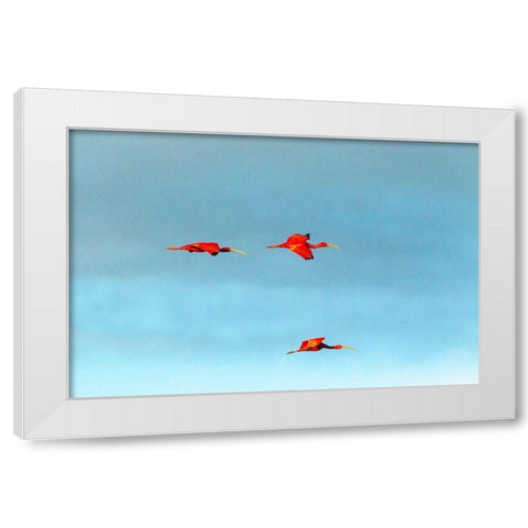 Caribbean-Trinidad-Caroni Swamp Scarlet ibis birds in flight  White Modern Wood Framed Art Print by Jaynes Gallery