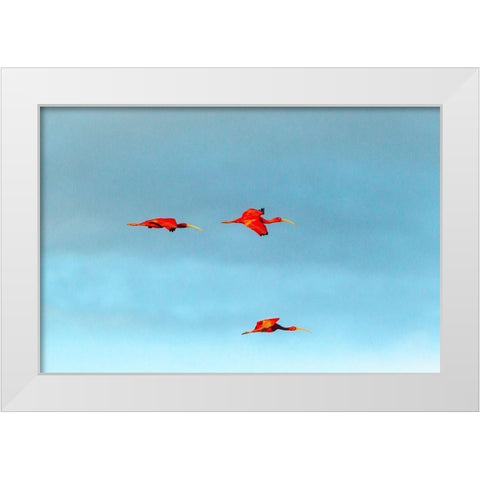 Caribbean-Trinidad-Caroni Swamp Scarlet ibis birds in flight  White Modern Wood Framed Art Print by Jaynes Gallery