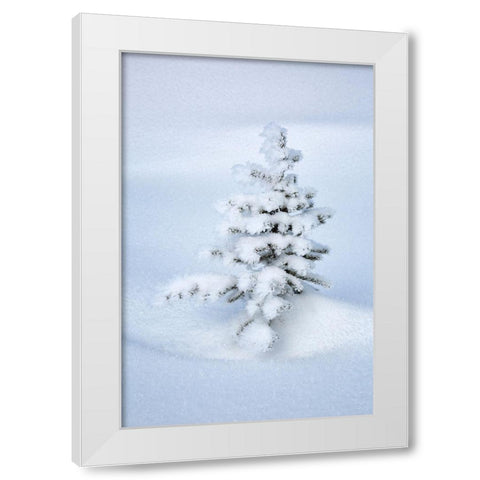 Canada-Alberta-Jasper National Park-Tiny-snow-covered fir tree White Modern Wood Framed Art Print by Collins, Ann