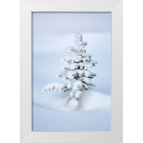 Canada-Alberta-Jasper National Park-Tiny-snow-covered fir tree White Modern Wood Framed Art Print by Collins, Ann