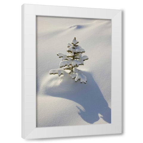 Canada, Jasper NP A young tree covered with snow White Modern Wood Framed Art Print by Grall, Don