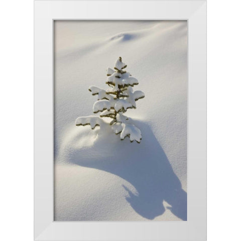 Canada, Jasper NP A young tree covered with snow White Modern Wood Framed Art Print by Grall, Don