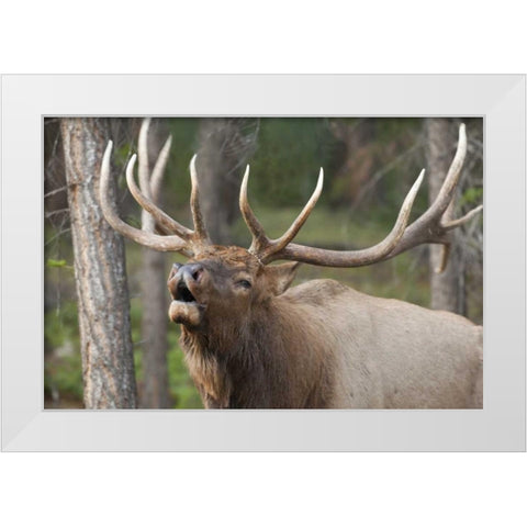 Canada, Alberta, Jasper NP Bull elk bugling White Modern Wood Framed Art Print by Paulson, Don