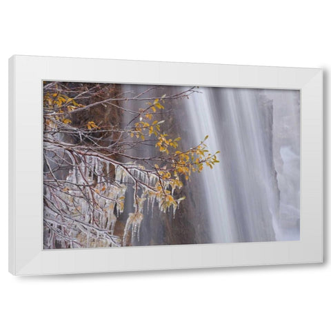 Canada, Jasper NP Ice on tree at Tangle Falls White Modern Wood Framed Art Print by Paulson, Don