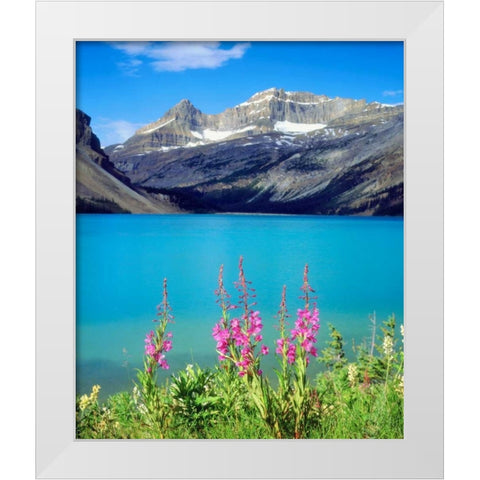 Canada, Alberta, Fireweed Wildflowers in Banff NP White Modern Wood Framed Art Print by Talbot Frank, Christopher