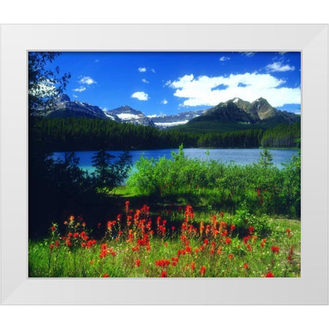 Canada, Alberta, Indian Paintbrush in Banff NP White Modern Wood Framed Art Print by Talbot Frank, Christopher