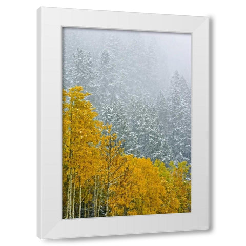 Canada, Banff NP Snow in mountain forest White Modern Wood Framed Art Print by Grandmaison, Mike