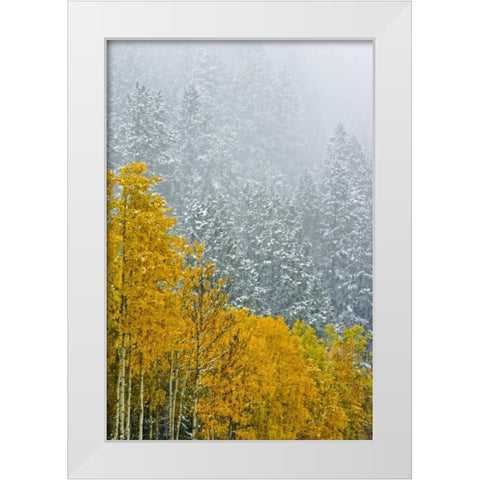 Canada, Banff NP Snow in mountain forest White Modern Wood Framed Art Print by Grandmaison, Mike