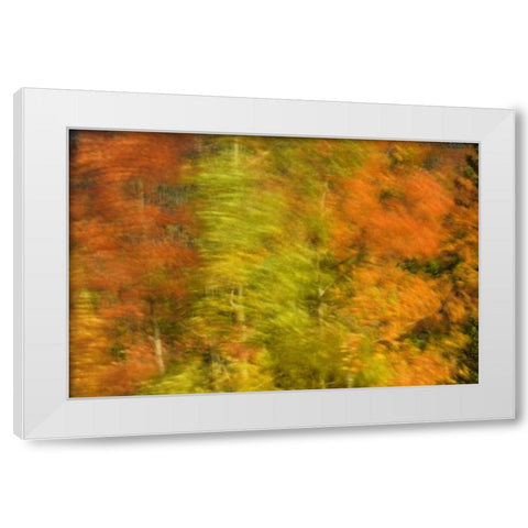 Canada, Alberta, Banff NP Wind-blown poplars White Modern Wood Framed Art Print by Grandmaison, Mike
