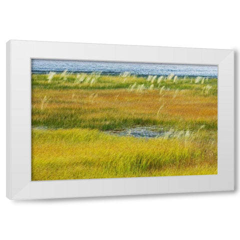 Canada, Alberta, Jasper NP Grasses in a wetland White Modern Wood Framed Art Print by Grandmaison, Mike