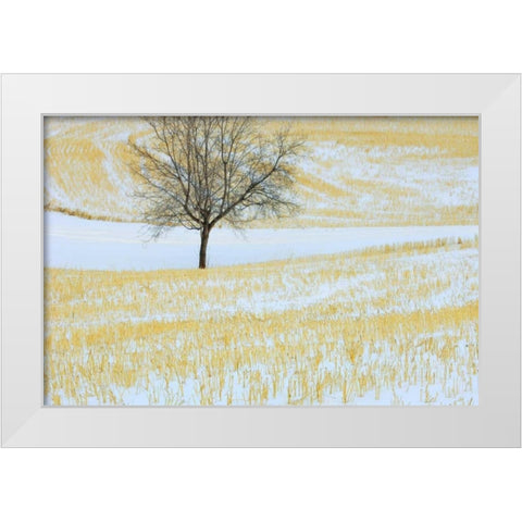 Canada, Alberta Lone tree in snowy field White Modern Wood Framed Art Print by Grandmaison, Mike
