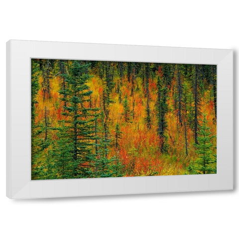 Canada, Alberta Autumn in a meadow White Modern Wood Framed Art Print by Grandmaison, Mike