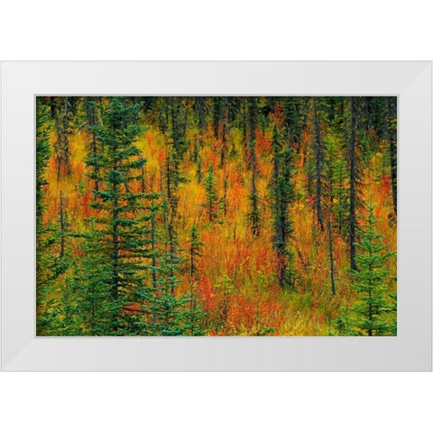 Canada, Alberta Autumn in a meadow White Modern Wood Framed Art Print by Grandmaison, Mike
