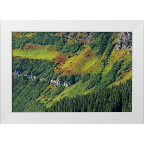 Canada, Waterton Lakes NP Alpine vegetation White Modern Wood Framed Art Print by Grandmaison, Mike